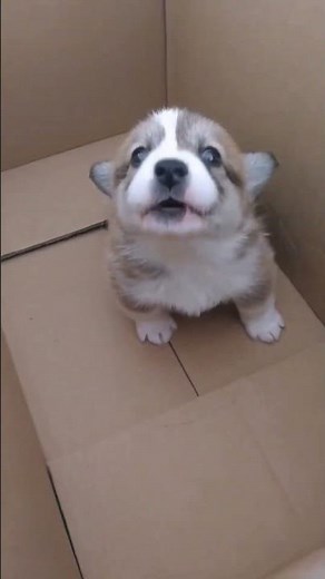 My Baby Corgi Crying for Milk #dogs #dog