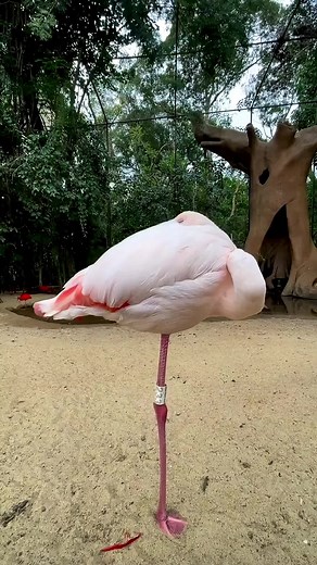 Animals That Sleep in Strange Ways Explained