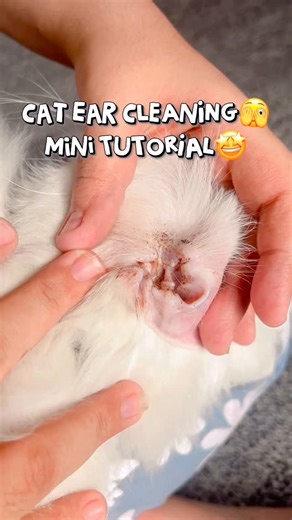 Thecasperhome🇵🇰| Content Creator on Instagram: "Cat Ear Cleaning Tutorial 🤩 #cat #catlover #earcleaning #reels #reelsinstagram"