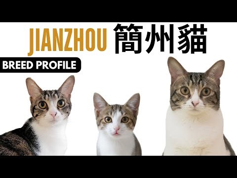 Jianzhou Cat Breed Profile History - Price - Traits - Jianzhou 簡州貓 Cat Grooming Needs - Lifespan