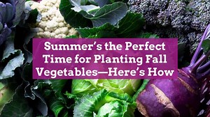Summer's the Perfect Time for Planting Fall Vegetables—Here's How