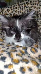 404 reactions · 13 shares | Reese update Little Reese ( who we...