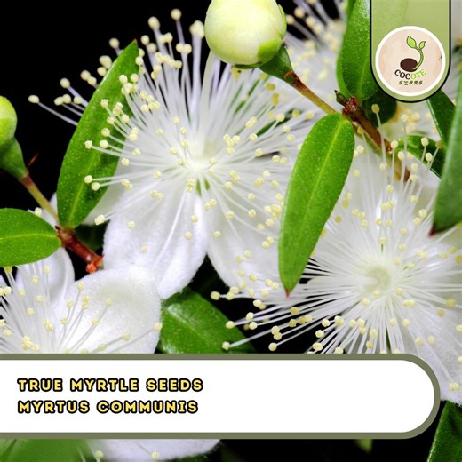 True Myrtle Seeds – Myrtus Communis, Fragrant Shrub With White Flowers & Edible Blue Berries - Etsy