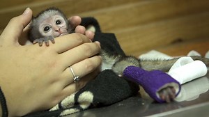 When rescuers found this tiny orphaned monkey, she had a broken foot and was so scared and confused. Today on Comeback Kids: Animal Edition, watch how Jerry decided she cared more about making friends than worrying about her foot and started giving hugs to all the other little monkeys. She bonded instantly with her foster mom — and the moment they return to the wild together is magic 🐒❤️🐒 | Comeback Kids by The Dodo