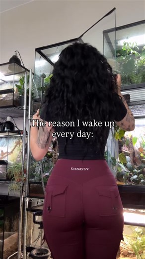 Inspire Exotics • Exotic Pet Content Creator on Instagram: "Just a girl and her weird pets 🐍🕷️🦎🦂🦜"