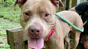 Syracuse pet adoption: 2-year-old 'Taurus' wants doggy, human siblings in forever home