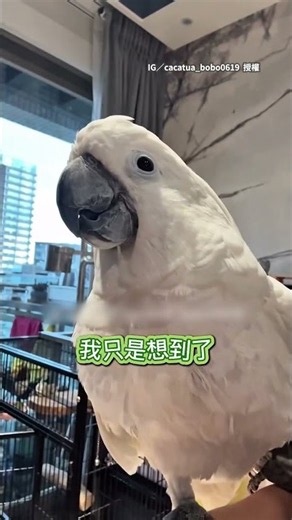 【鳥羞成怒XD】鸚鵡被抓包亂大便！ 牠理直氣壯回：鳥在吃早餐都會這樣 #Shorts