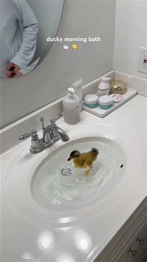 Ducky morning bath 🛁 🐤🫧 #bath #morning #duck #duckling #asmrsounds #shorts