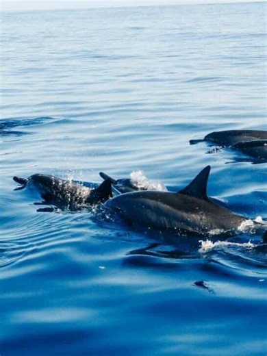 How Dolphins Use Echolocation to Navigate and Hunt - NewsBreak