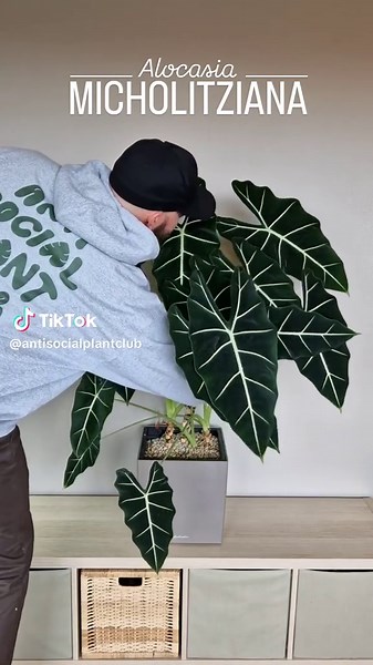 Tracking Growth: Alocasia Plant's Leaf Journey