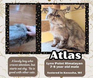 🎉 ADOPTED 🎉 ⭐️Atlas⭐️ ATLAS is a sweet LYNX POINT HIMALAYAN. He is 7 to 8 years old, neutered and has his claws. His coat is growing out but is beautiful and silky and he has bright blue eyes. He weighs a very solid 9-10 pounds. Atlas came to us from a less than optimal situation but has blossomed in foster care and now really needs to find his FurEver home. 💫This lovely boy craves attention, as you can see by his video, but he starts off very shy with new people and situations and needs a pa