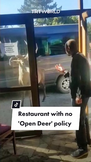 Friendly Red Deer Visits Restaurant Daily for Food