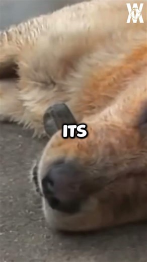 He Refuses to Go Anywhere Without This Stone! 🐶🪨