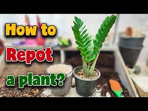 How to Repot Indoor Plants ? 🌱 | Step-by-Step Beginner Guide