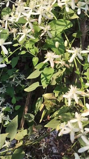 beautiful bridal bokke #flowers #