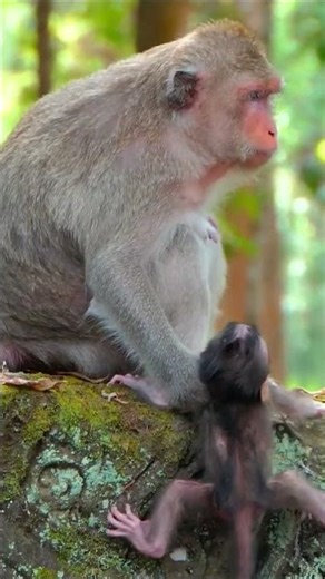 Monkey species: The baby monkey fell, but the mother monkey reacted quickly and helped it.