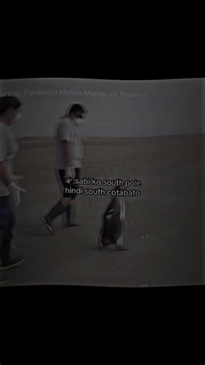 Penguin Dance Compilation: Adorable Penguin Moments