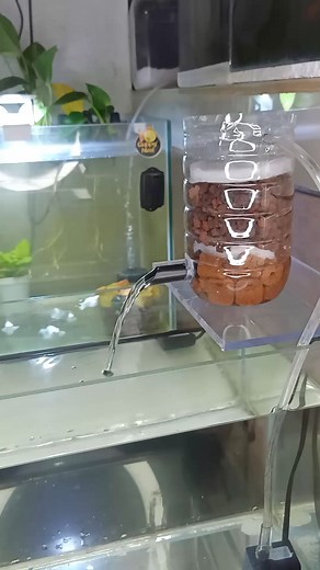 Cheap DIY top filter using use plastic bottle #diy #topfilter #diyfilter #cheapdiy #aquarium #guppynest | Guppy'Nest