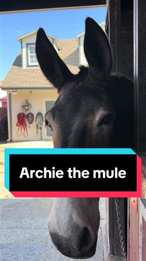 Archie the Mule keeps a clean email inbox. #mulesoftiktok #meme #equines #farmanimals #neworleans
