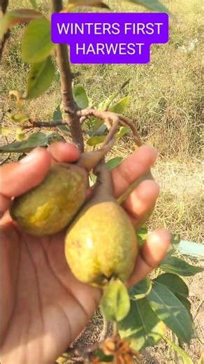 Winter's first fruit 🍐harvest in garden #gardening #garden #shorts #fruits #new
