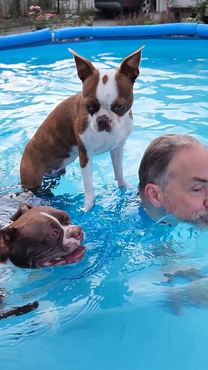 28K views · 1.1K reactions | Dad makes the perfect surfboard. #dogreelsdaily #dogreels #bostonterriers #ilovemydog #bostonterrierlife #bostonterrierlove #summer | Thor the Brown Boston | Facebook