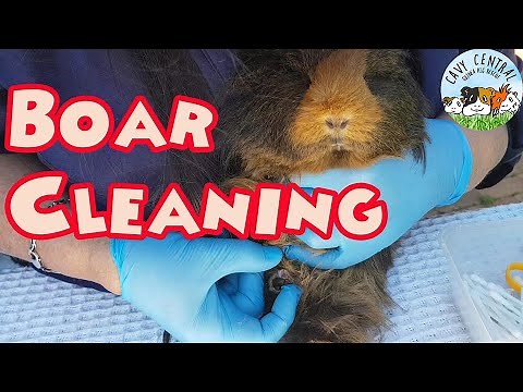 Guinea Pig Boar cleaning smelly business and what you need to know about male guinea pigs