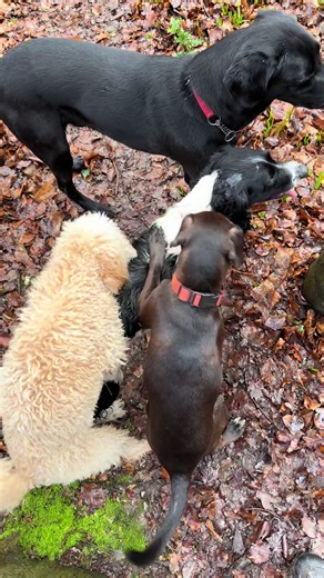 Behind the Scenes of a Dog Walker's Life