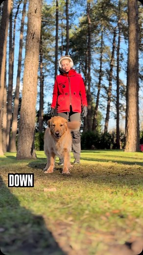 Laura Jašinskaite | Full attention without any attention! 🤯 Looks impossible but yet is what you get when you are not suppressing your dog and allowing him to... | Instagram