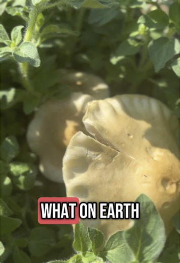 Katy Stephens on TikTok