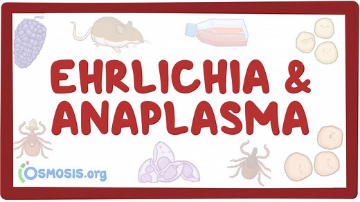 Ehrlichia and Anaplasma: Video, Causes, & Meaning | Osmosis