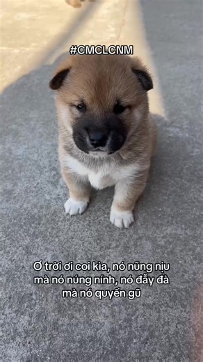 221K views · 9.7K reactions | Lớn lên đừng cắn gà nha con | Chó mèo cũng là con người moà | Facebook