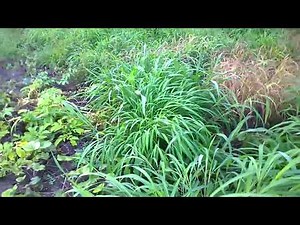 Glyphosate Herbicide Weedicide Demonstration