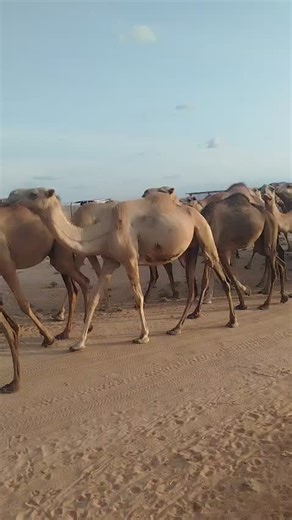 #fypviralシ #creatorsearchinsight Turkana Breed🤏❤