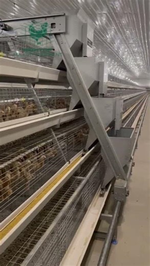 how to raise baby chicks/layer pullet brooding in cage system?