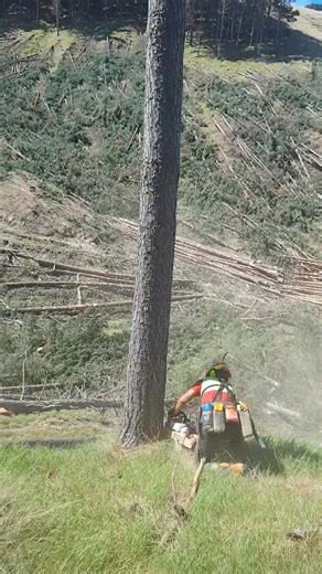 129K views · 5.4K reactions | My profession is a tree feller and a head breaker out  Memories from 2018 ✊ Enjoy watching phams #Jdubbyo #loggerslife #treefeller #positivevibes | J DUBB | Facebook