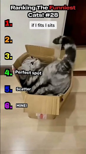 Ranking The Funniest Cats! #28 #cats