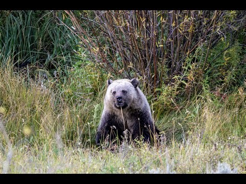 Grizzly Bear Eating Baby Moose - Yellowstone National Park