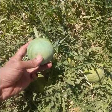 Bitter Apple #fruit