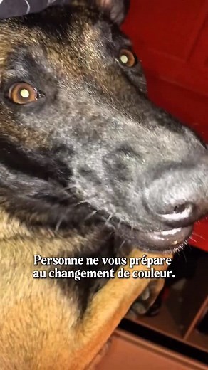 Elle reste mon petit bébé #malinois #dog #timimi | Juleskennel