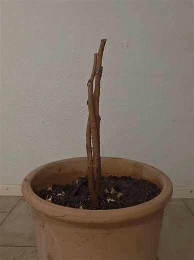 Let's start a ficus bonsai from scratch🌳 #bonsai #radical #ficus #prune #diy
