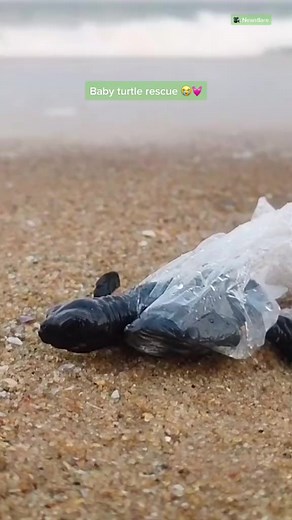 6.6K views · 276 reactions | Turtle rescue  #turtle #turtlerescue #rescue | Rescue Turtles | Facebook