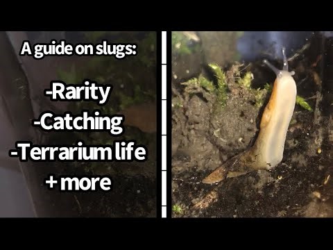 A Guide on Slugs: How to catch, keep and more