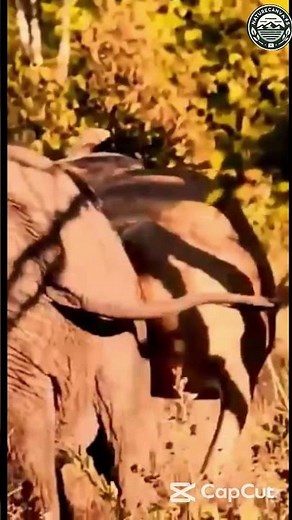 What REALLY Happens When Lions and Elephants Clash in the Wild?