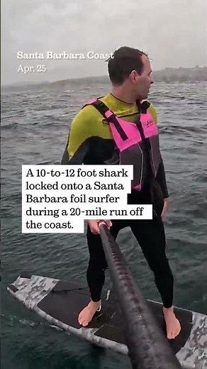 Shark Chases Foil Surfer Off Santa Barbara Coast