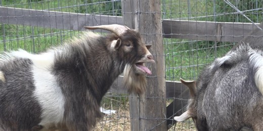 Screaming goat causes stir in community and a run-in with police: ‘He’s just got a lot to say’