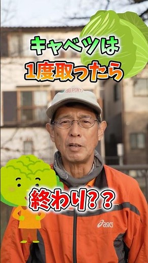 Once you harvest cabbage from your home garden or farm, it's gone! How to regenerate it! [Direct ...