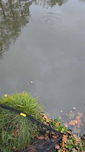 fishman.czech | Taky už se nemůžete dočkat, až to vypukne a sezona konečně začne? Už vás svrbí pracky nebo tlapky jako Dextra a mě? Petrův zdar!“ #fishing... | Instagram