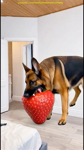 Marvelous Dancing Polish Cow funny dog cat strawberry asmr cow dance Cow Videos animal funny video