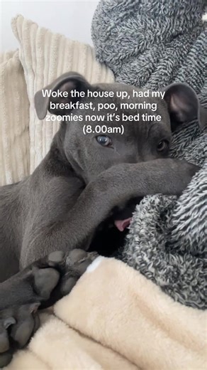 Morning Routine of Playful Puppies