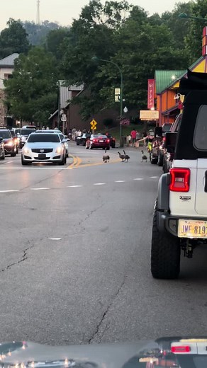 Only in Gatlinburg, TN. #gatlinburgtennessee #savethegeese #Hero